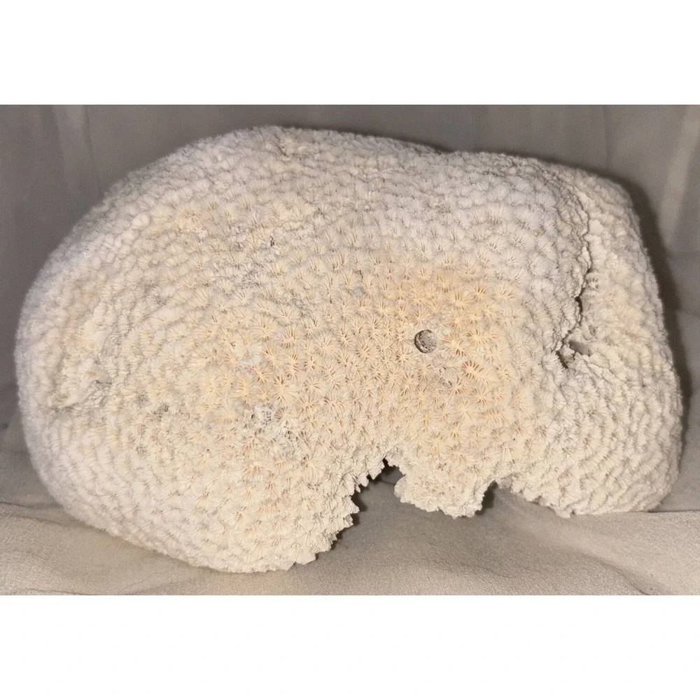 Star Brain‎ Coral Fossil Display/aquarium Decor Piece 6x7x4